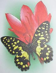 Бабочка Парусник Демолей